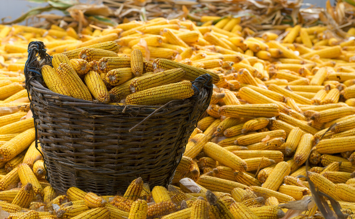 玉米亩产量一般多少斤（新疆和山东玉米亩产量一般多少斤）