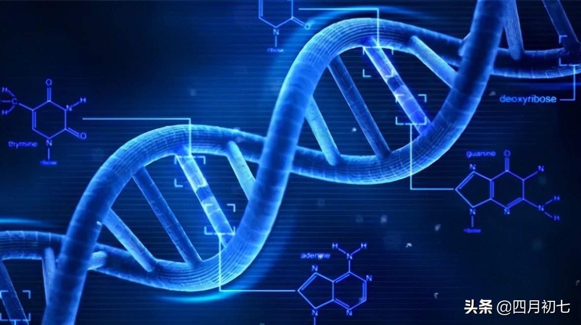基因工程详解（步骤及应用详解）