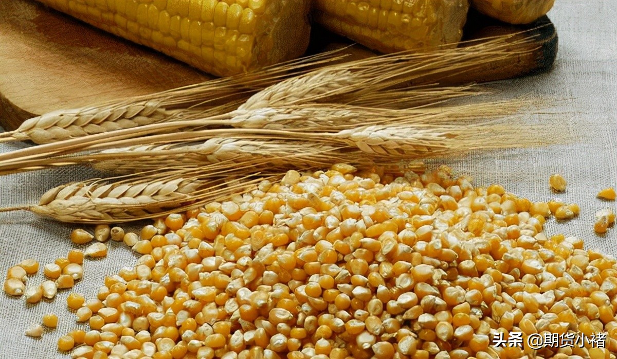 玉米期货最新分析（玉米期货交易一手多少钱）