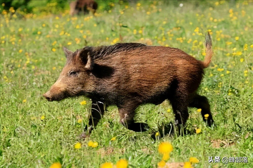 野猪是保护动物吗（属于几级保护动物及能养吗）