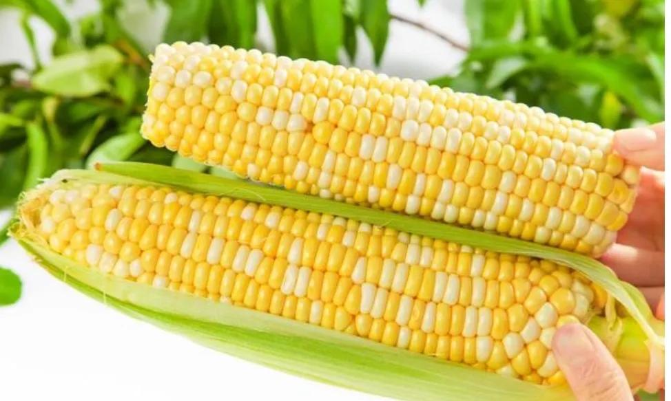 什么是转基因玉米（转基因玉米的优缺点分析）