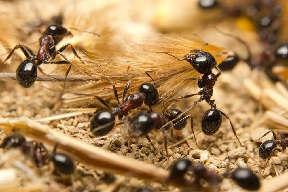 蚂蚁集团是做什么的（管窥蚂蚁集团的蚁群战略解析）