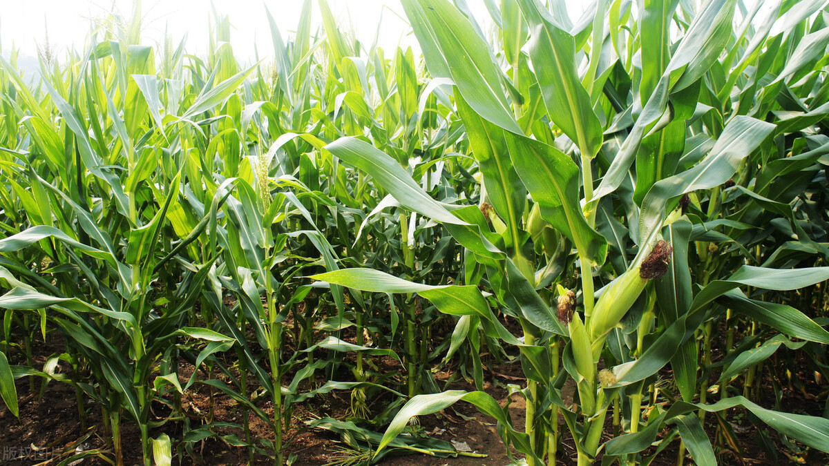 玉米亩产量一般多少斤（新疆和山东玉米亩产量一般多少斤）