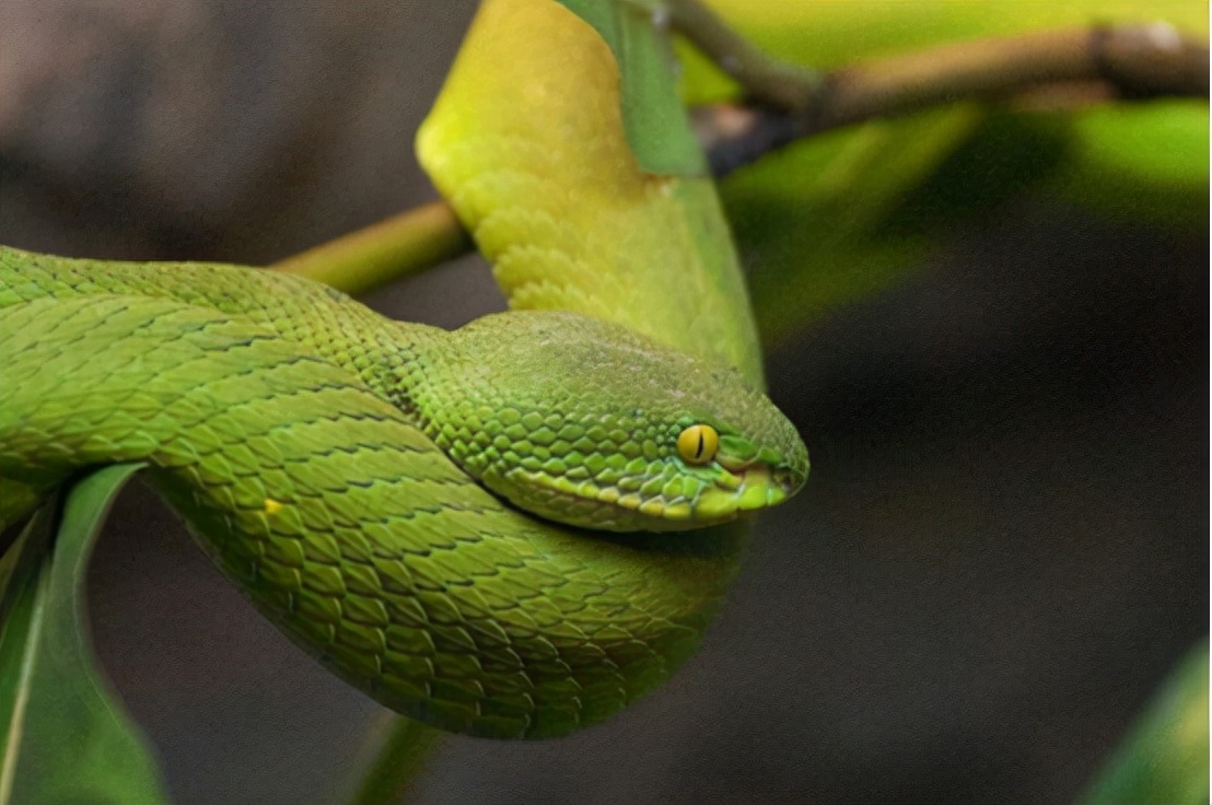 蛇的寿命多少年（寿命可达20万年）