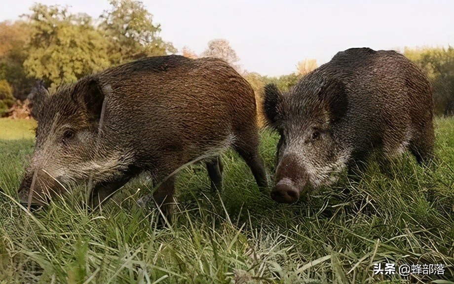 野猪是保护动物吗（属于几级保护动物及能养吗）