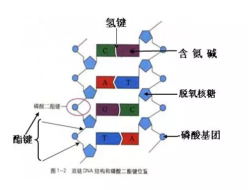 基因工程的概念解析（基因工程知识点汇总）插图2